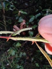 Pterolobium punctatum