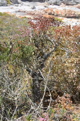 Tylecodon grandiflorus