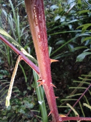 Pterolobium punctatum