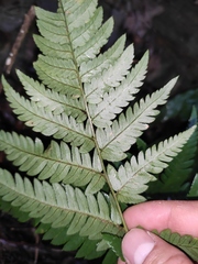 Dryopteris varia