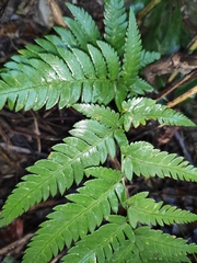 Dryopteris varia