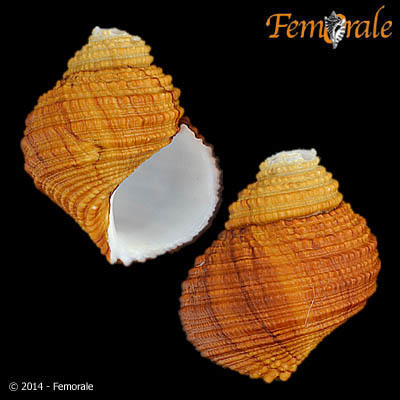 Provanna
