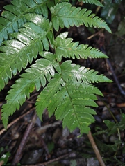 Dryopteris varia