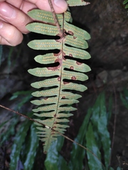 Polypodiodes niponica