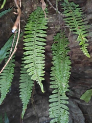 Polypodiodes niponica