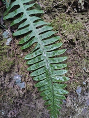 Polypodiodes niponica