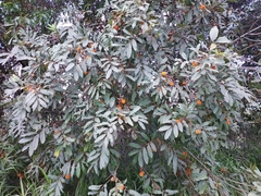 Cupaniopsis tomentella