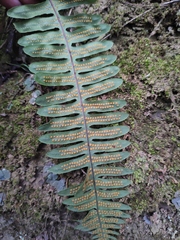 Polypodiodes niponica