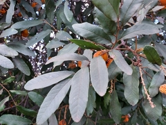 Cupaniopsis tomentella