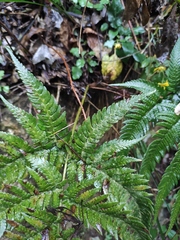 Dryopteris bissetiana