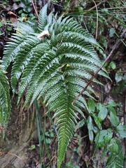 Dryopteris bissetiana