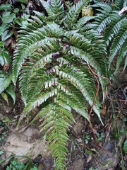 Dryopteris bissetiana