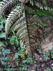 Dryopteris bissetiana
