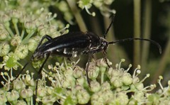 Typocerus lugubris