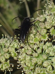 Typocerus lugubris