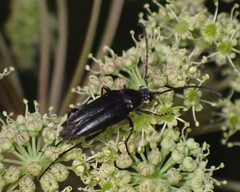 Typocerus lugubris