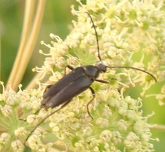 Typocerus lugubris