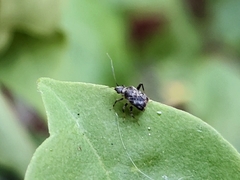 Charagochilus