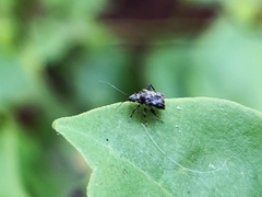 Charagochilus