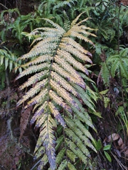 Woodwardia japonica