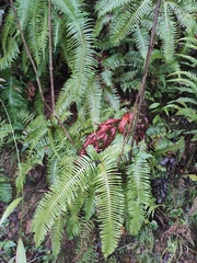 Dicranopteris pedata