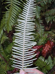 Dicranopteris pedata