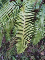 Dicranopteris pedata