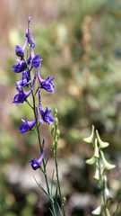 Delphinium halteratum