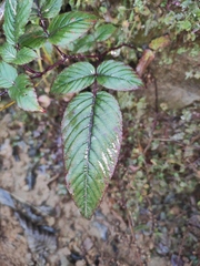 Rubus sumatranus