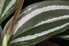 Cyclopogon lindleyanum