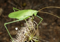 Acrometopa italica