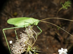 Acrometopa italica