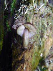 Pluteus podospileus
