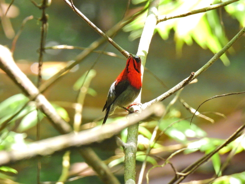 Crimson Sunbird (Aethopyga siparaja), photo 10