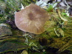 Pluteus podospileus