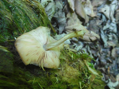 Pluteus podospileus