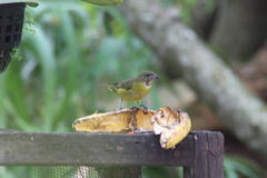 Euphonia laniirostris