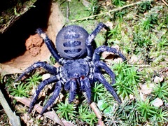 Liphistius malayanus