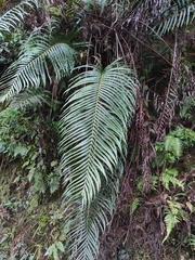 Blechnum orientale
