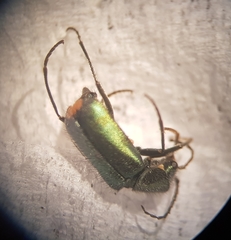 Clanoptilus geniculatus