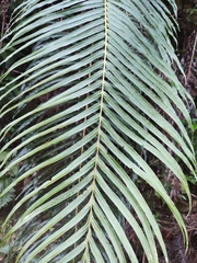 Blechnum orientale