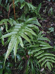 Pteris fauriei
