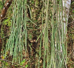 Rhipsalis floccosa