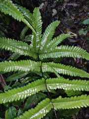 Pteris fauriei