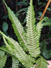Pteris fauriei