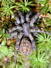 Liphistius