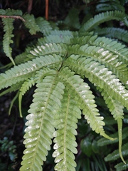 Pteris fauriei