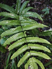 Menisciopsis penangiana