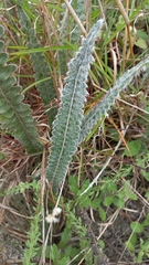 Pleopeltis lepidopteris