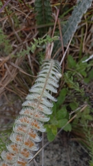 Pleopeltis lepidopteris